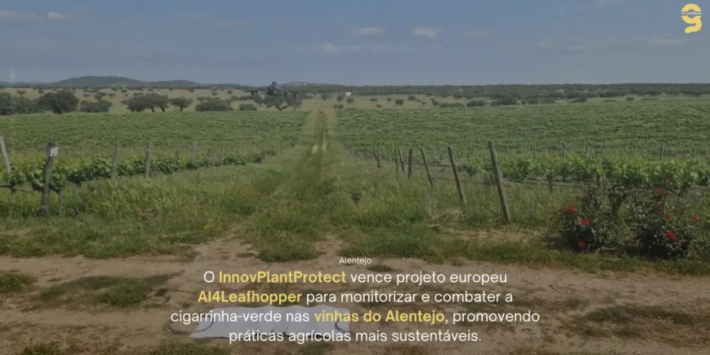 AI4LEAFHOPPER: INNOVPLANTPROTECT VENCE PROJETO EUROPEU PARA COMBATER A CIGARRINHA-VERDE NO ALENTEJO